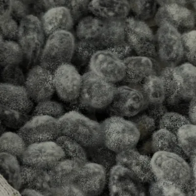 Black Bean Koji