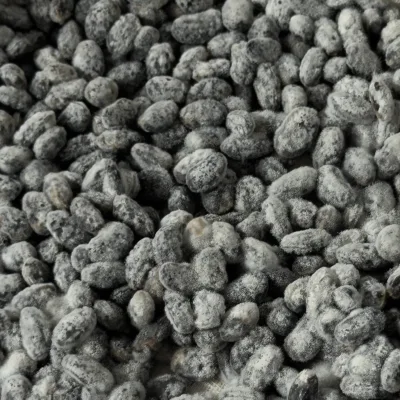 Anasazi Bean Koji